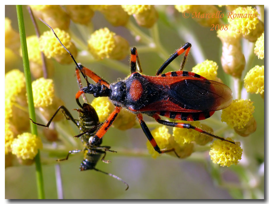 Insetti dalla Croazia: 7. Rhynocoris cf. iracundus (Reduv.)